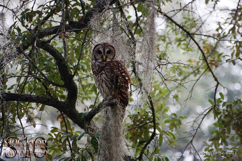 Barred owl-03-091811.JPG